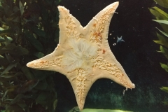 San Francisco - Aquarium of the Bay - 14 - Starfish