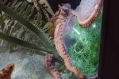 San Francisco - Aquarium of the Bay - 16 - Octopus