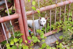 Dog on an abandonned property