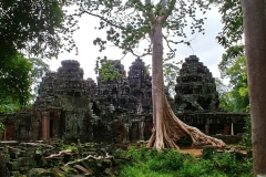 Banteay Kdei - dancing tree