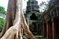 Banteay Kdei - tree again