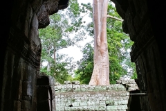 Banteay Kdei - tree