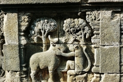 Borobudur - Bas-relief - Bull