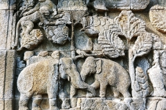 Borobudur - Bas-relief - Peacock