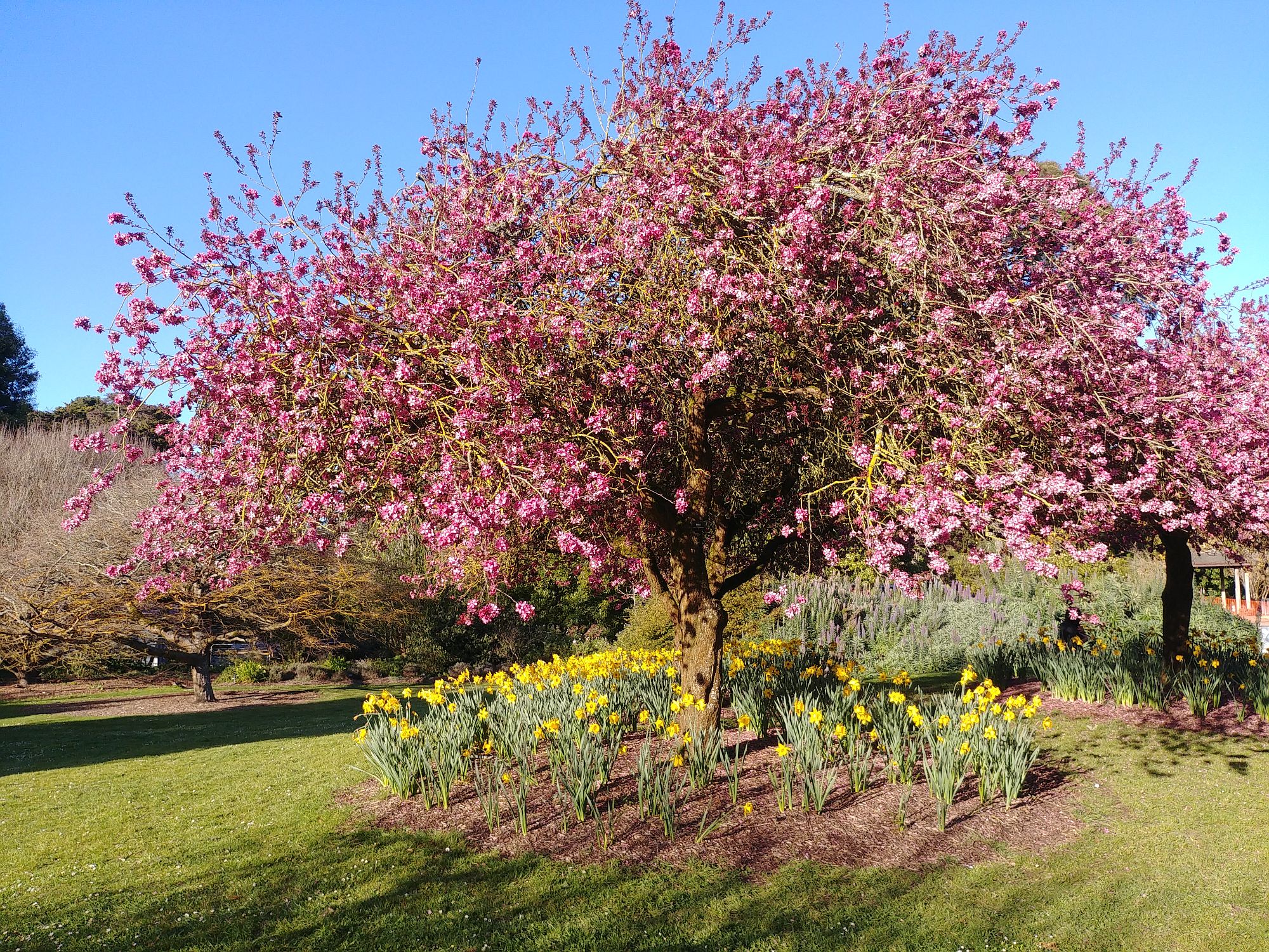 Botanic Garden - 12 - Cherry tree
