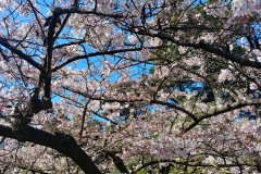 Botanic Garden - 01 - Cherry tree