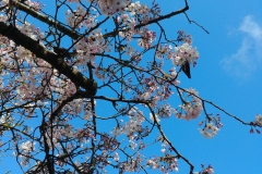 Botanic Garden - 02 - Cherry tree