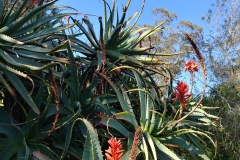 Botanic Garden - 03 - Aloe