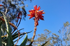 Botanic Garden - 04 - Aloe
