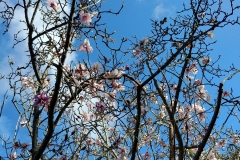 Botanic Garden - 05 - Magnolia