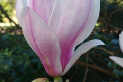 Botanic Garden - 08 - Magnolia