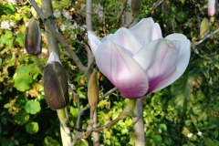 Botanic Garden - 10 - Magnolia