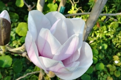 Botanic Garden - 11 - Magnolia