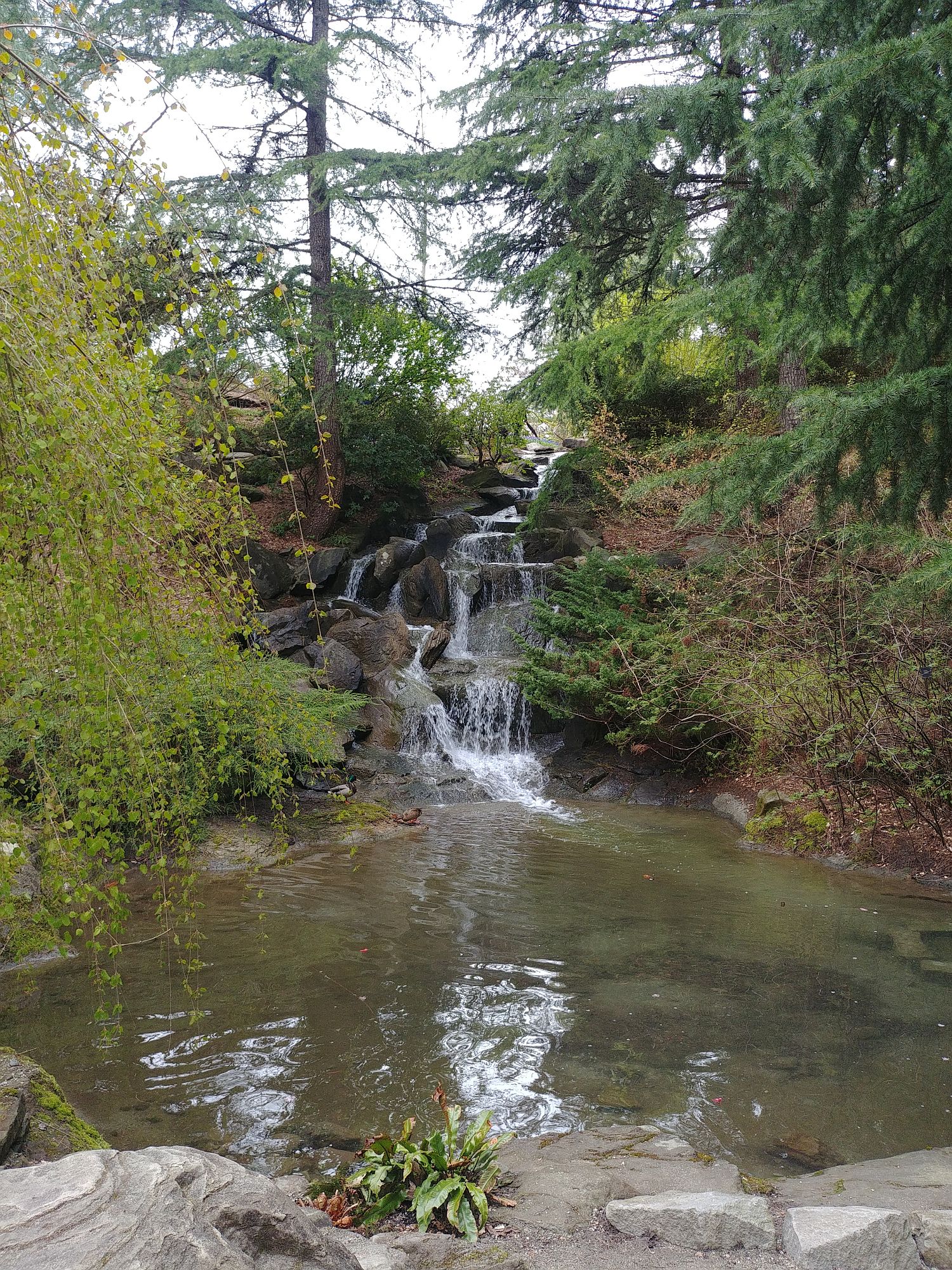 Botanic Gardens - 17 - Waterfalls