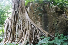 Botanical gardens - Buddha tree