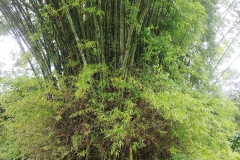 Botanical gardens - bamboo grove