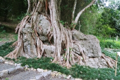 Botanical gardens - limestone habitat