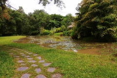 Botanical gardens - nenuphar pond