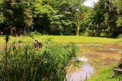 Botanical gardens - nenuphar pond2