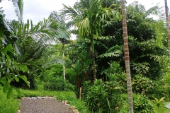 Botanical gardens - palm garden2
