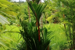 Botanical gardens - palm garden3