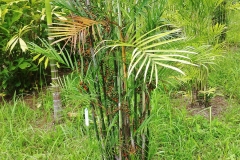Botanical gardens - palm garden4