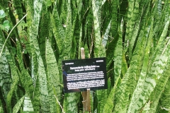 Botanical gardens - snake plant
