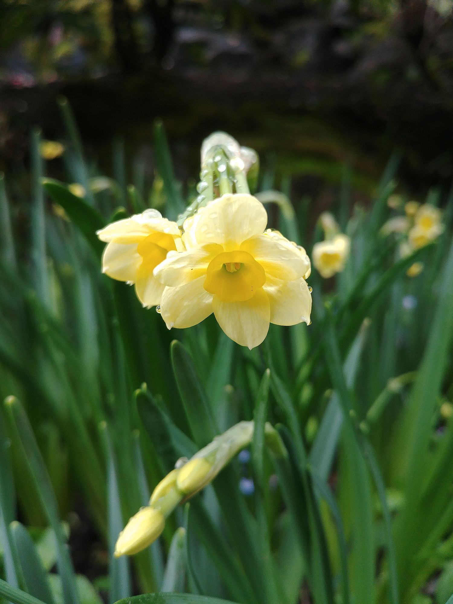 Butchart Gardens - 05