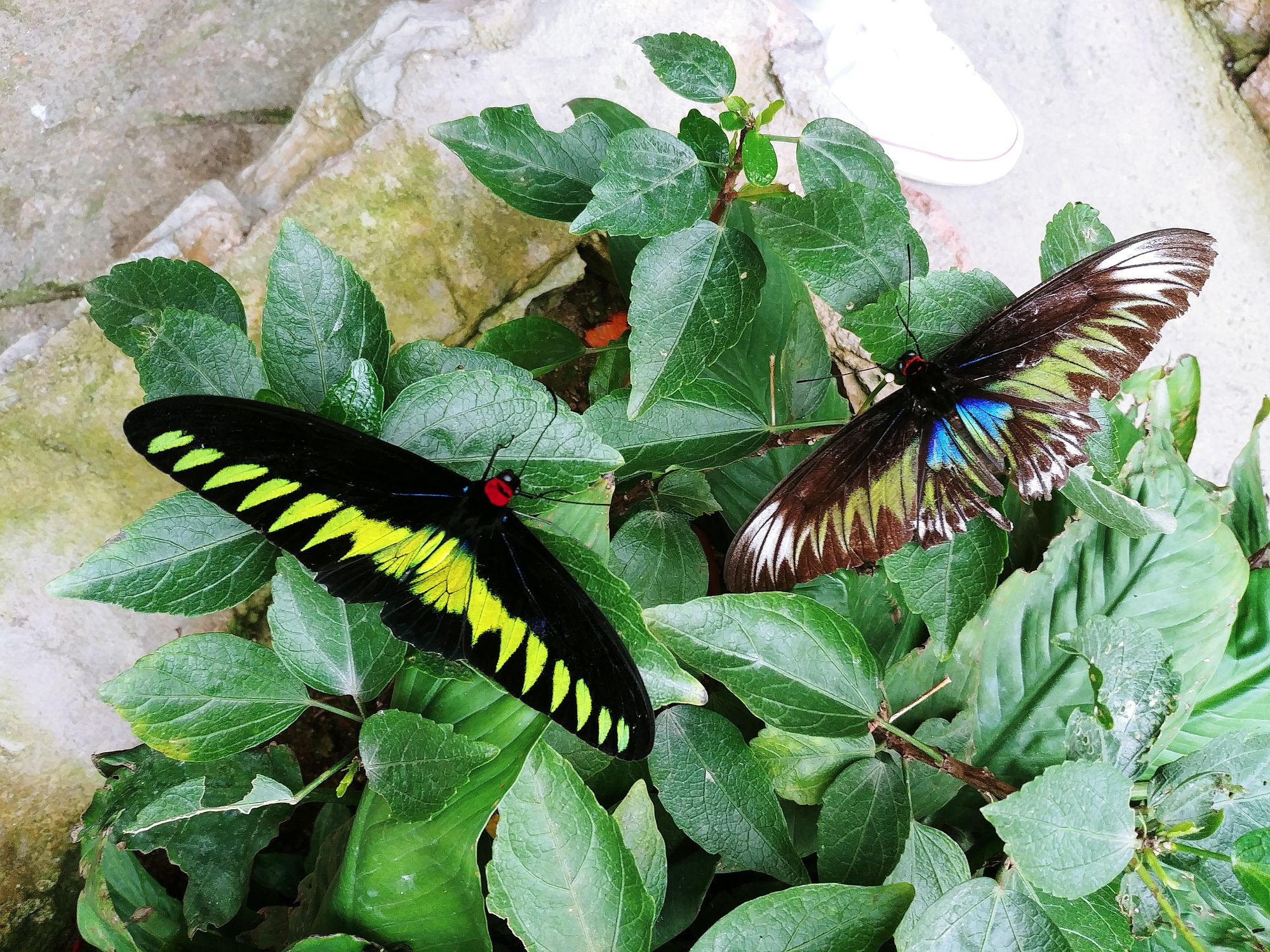 Butterfly Farm - Rajah Brooke Butterfly