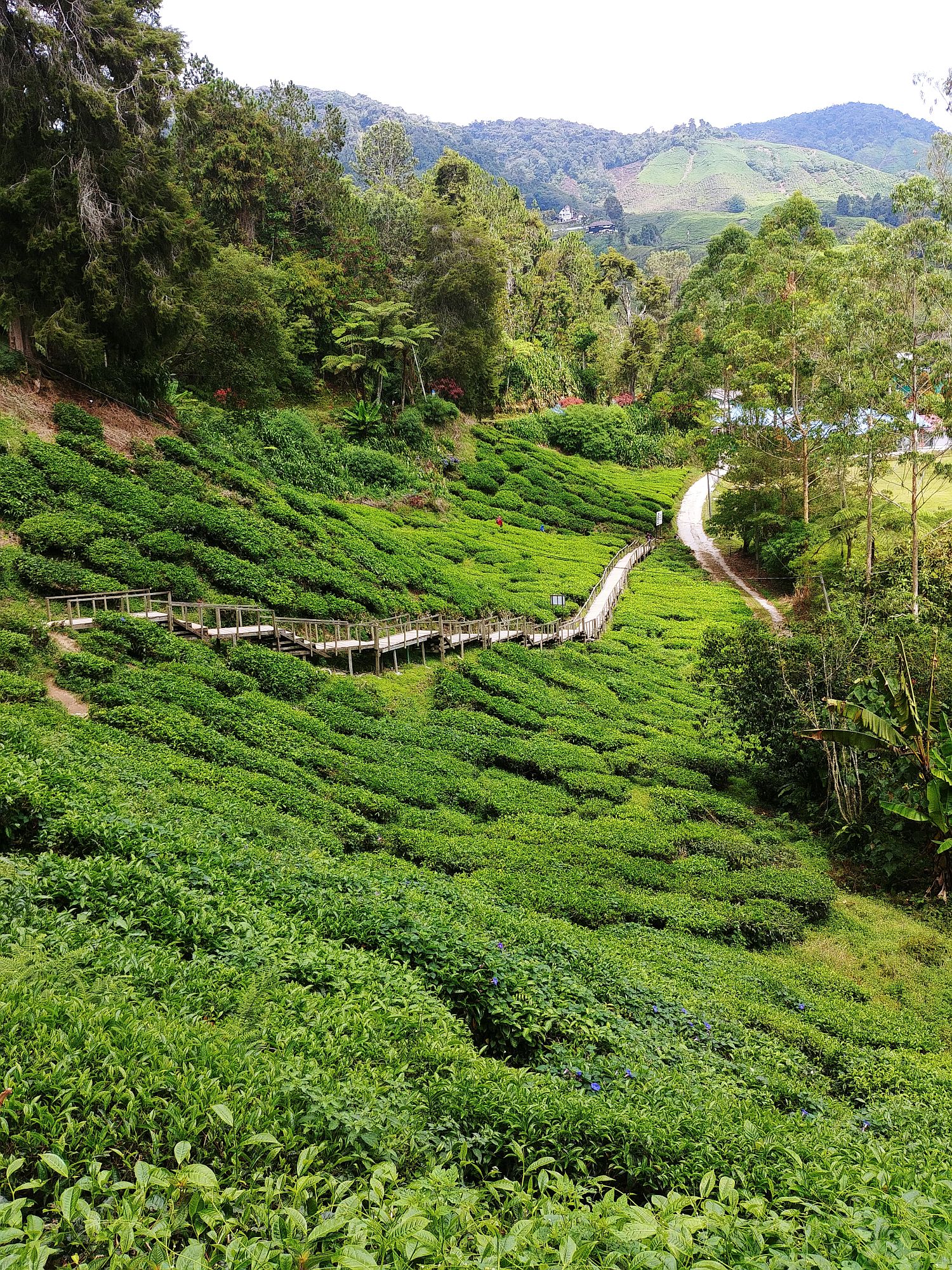 Tea plantation - Tourist track