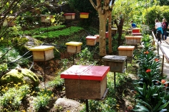 Bee farm - Hives