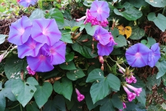 Butterfly Farm - Blue flowers