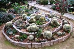 Butterfly Farm - Cactus garden