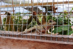 Butterfly Farm - Chameleon