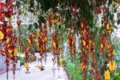 Butterfly Farm - Dripping flowers