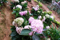 Butterfly Farm - Hydrangeas