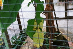 Butterfly Farm - Leaf insect