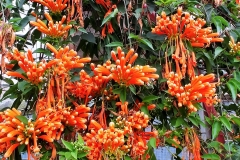 Butterfly Farm - Orange candles