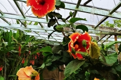 Butterfly Farm - Orange flowers