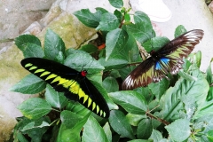 Butterfly Farm - Rajah Brooke Butterflies