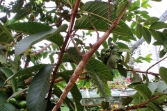 Butterfly Farm - Stick insect