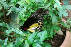 Butterfly Farm - Yellow Butterfly