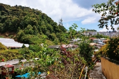 Cameron Highlands - Rose garden and village