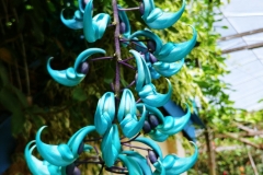 Rose Garden - Blue hanging thingy