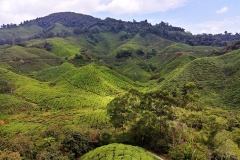 Tea plantation - Hills 01