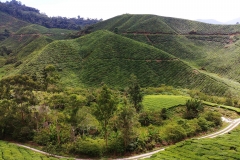 Tea plantation - Hills 02