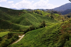 Tea plantation - Hills 03