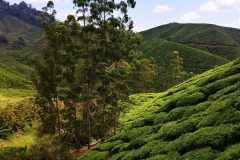 Tea plantation - Hills 04