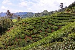 Tea plantation - Hills 05
