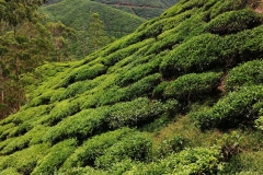 Tea plantation - Hills with viewpoint